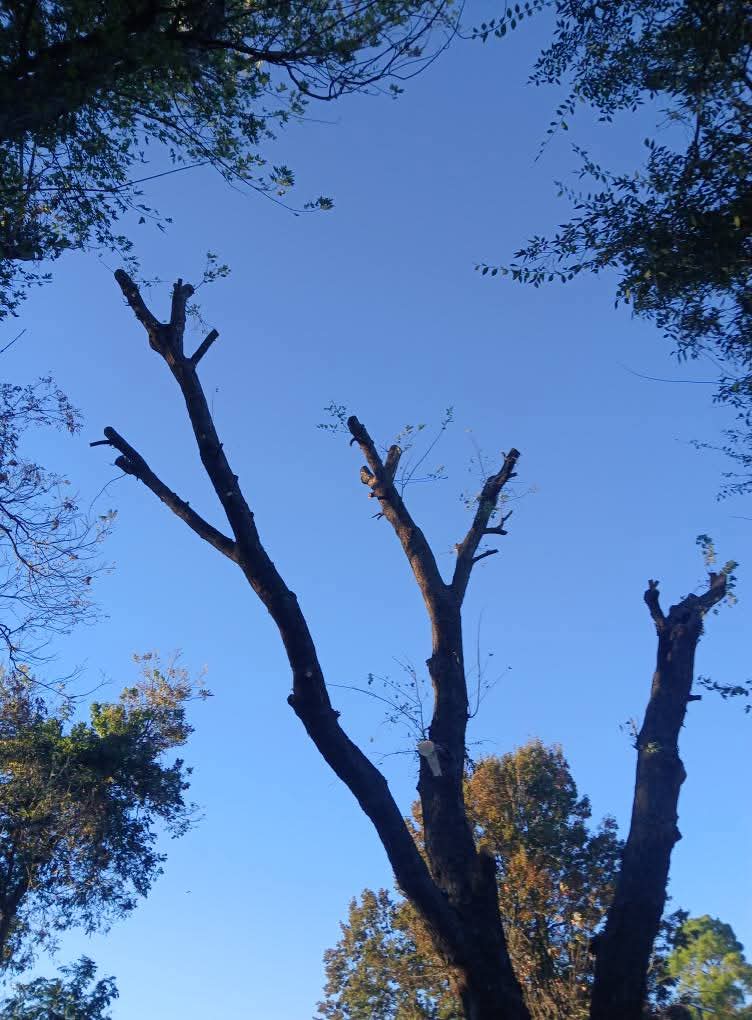 Tree Trimming Removal